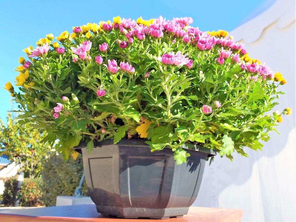 acheter-une-composition-coupe-de-chrysanthèmes-multicolores-à-Béziers-pour-Toussaint