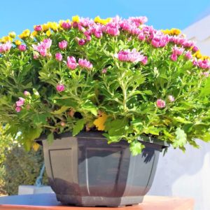 acheter-une-composition-coupe-de-chrysanthèmes-multicolores-à-Béziers-pour-Toussaint