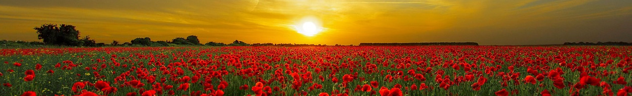 coucher de soleil sur coquelicots